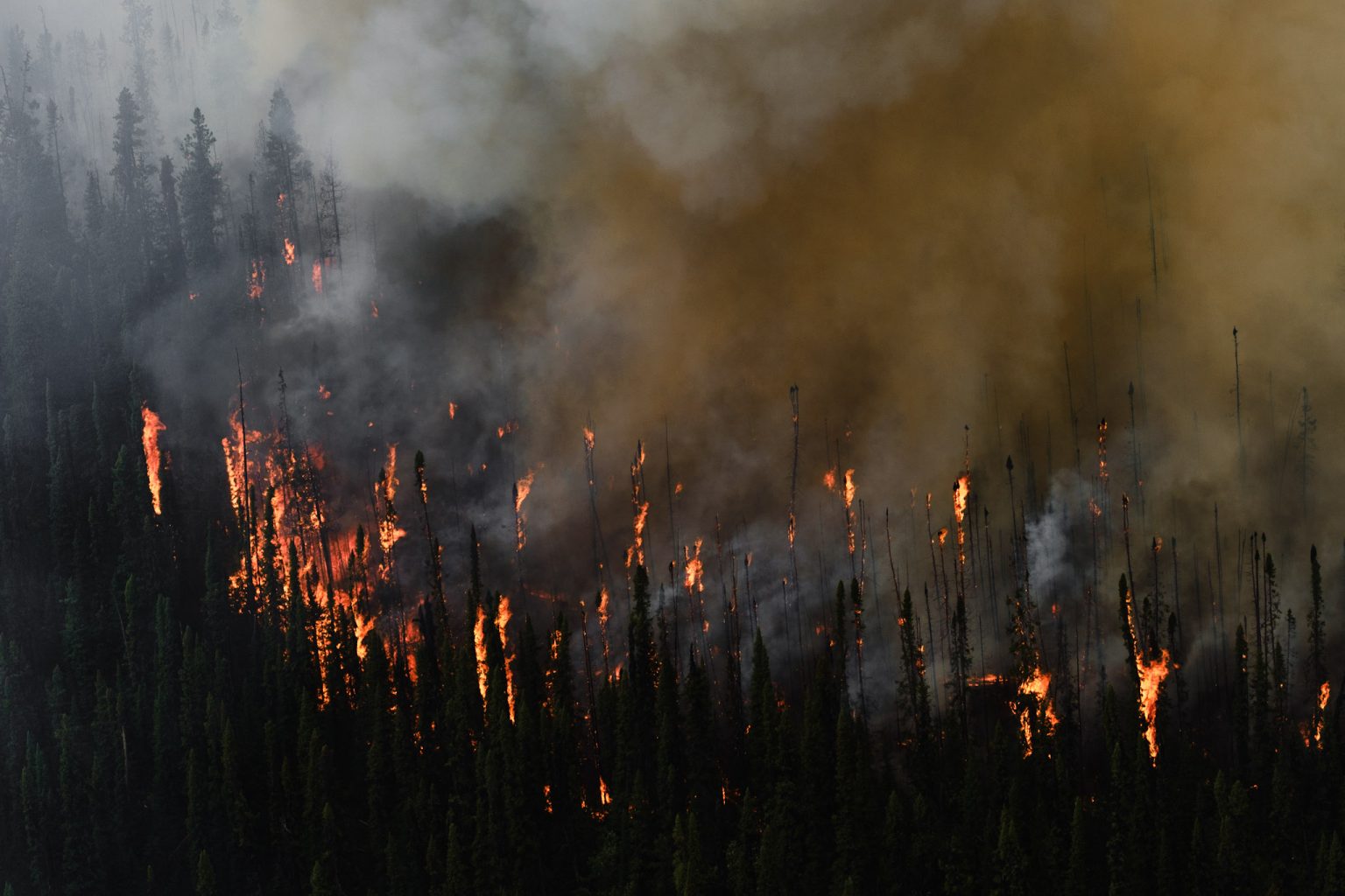 How fuel conditions impact wildfire activity – BC Wildfire Service