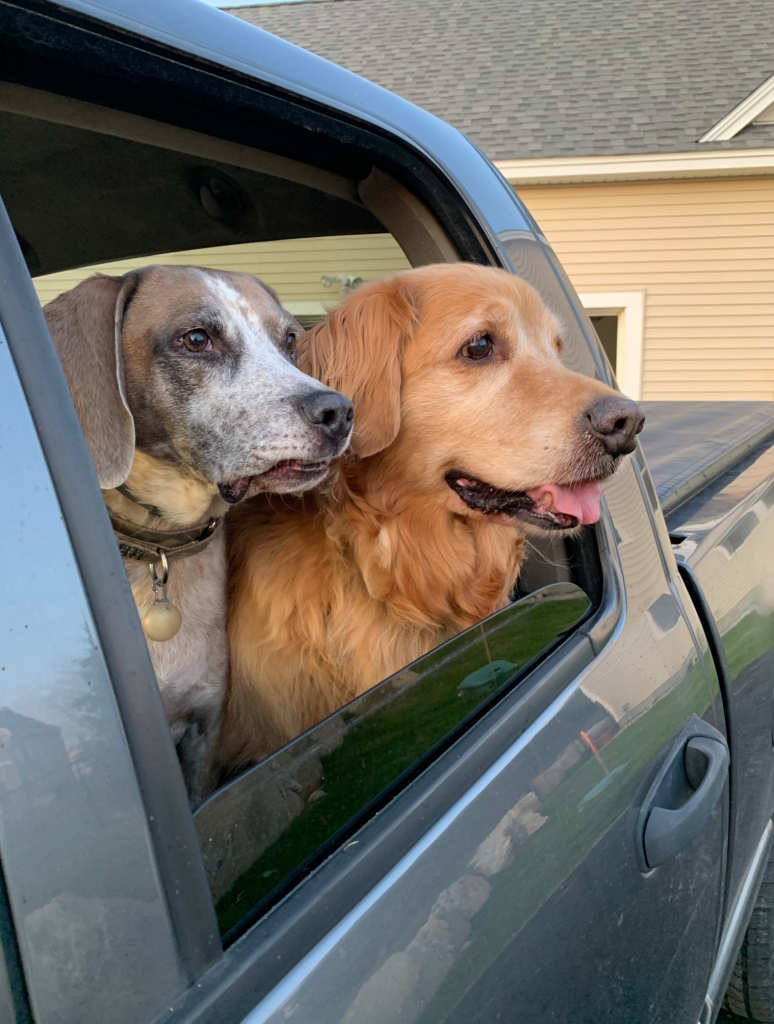 Two dogs looking out of an open truck window. 