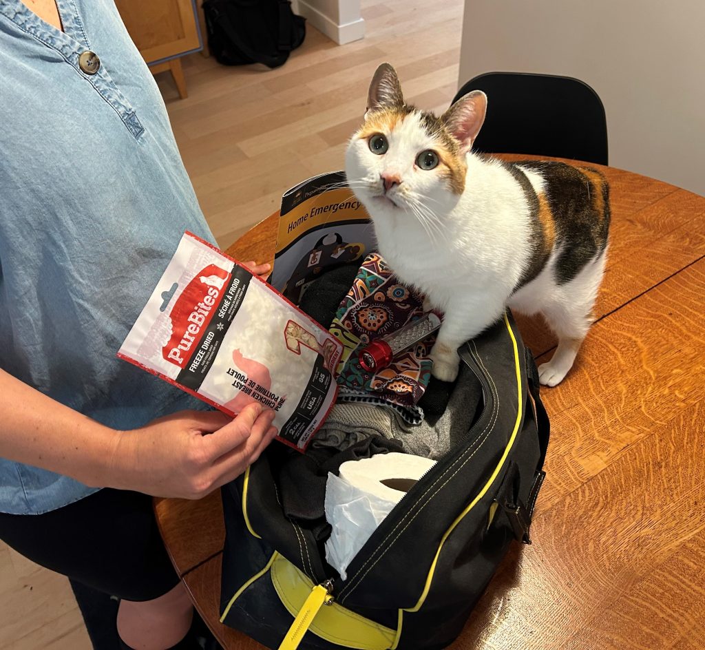 Pinto the cat standing inside her owner's home emergency kit.